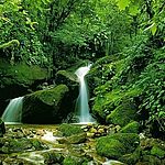 Nature Sounds